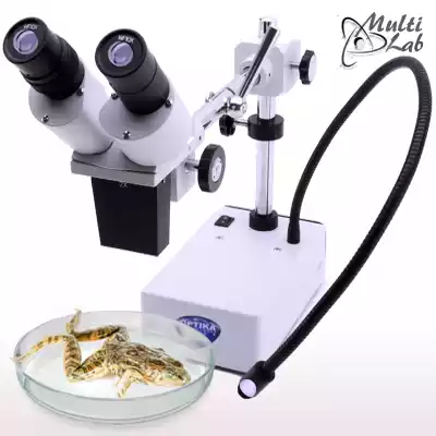 microscop_stereo_specimene_biologie